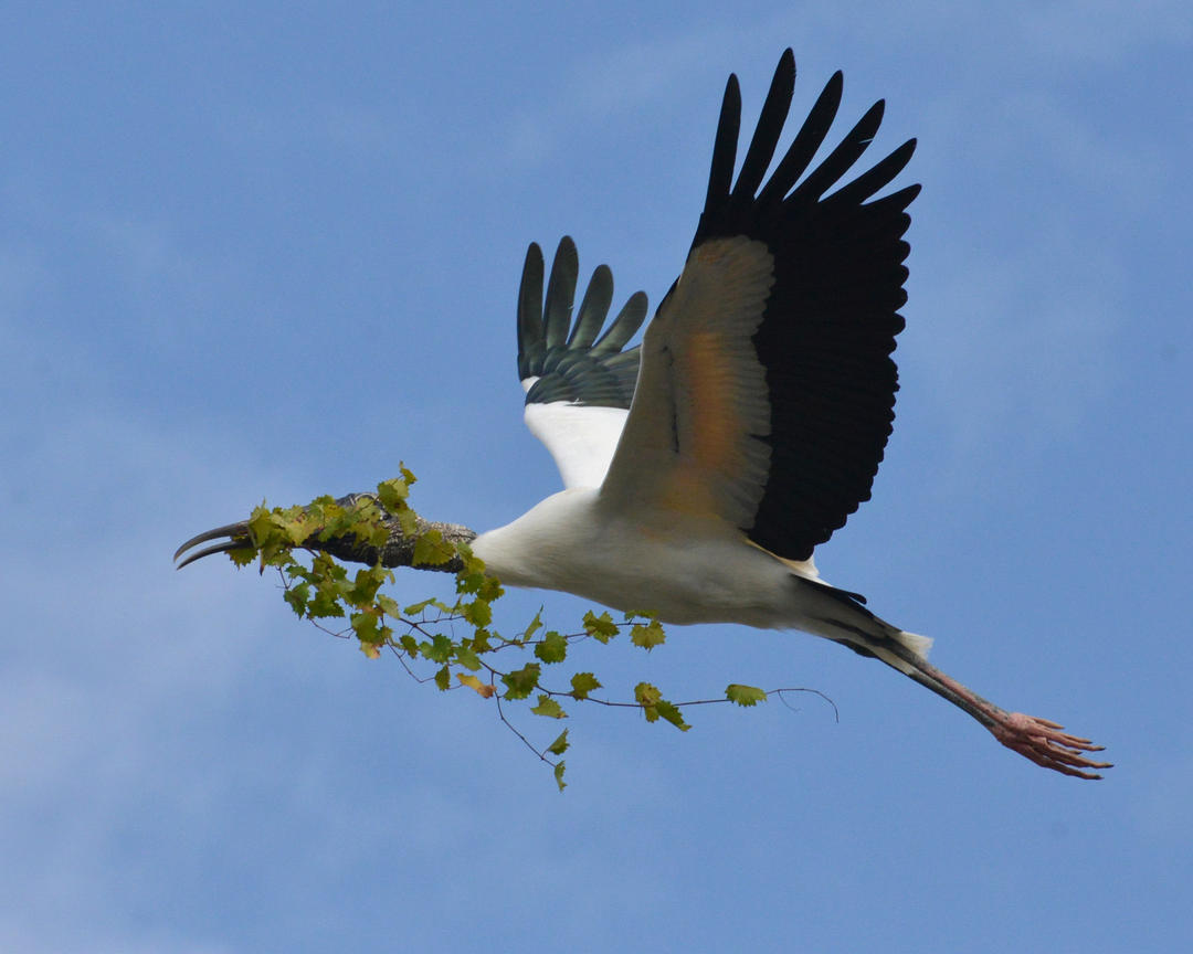 Wood Storks Audubon Corkscrew Swamp Sanctuary