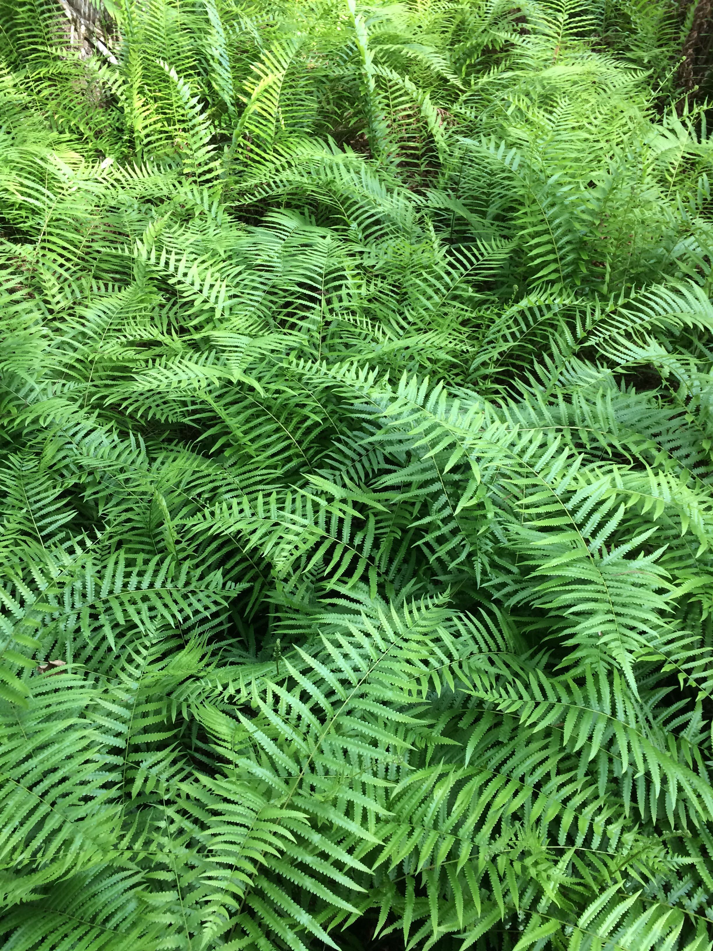 Swamp ferns