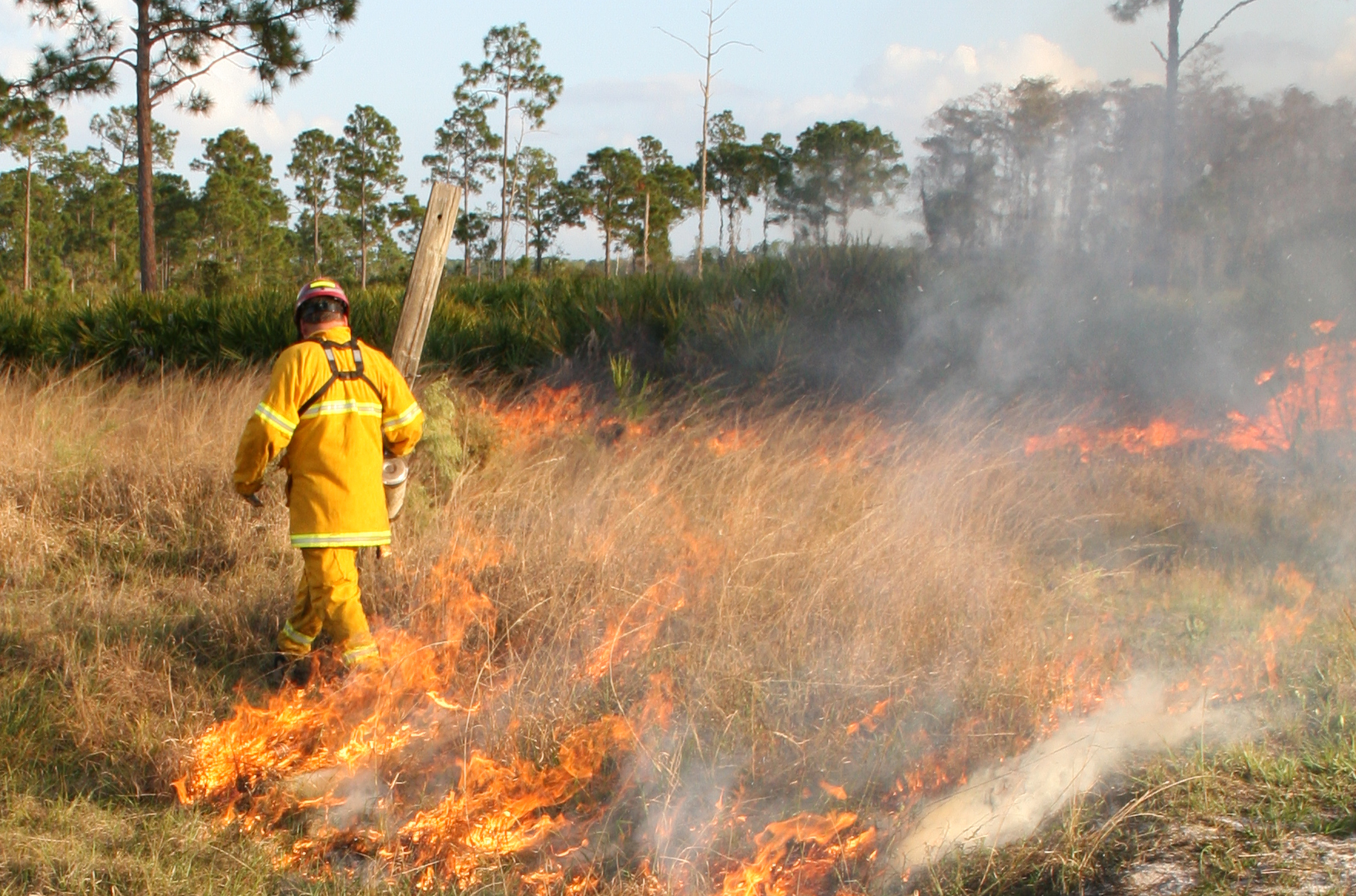 Conducting a prescribed burn at Audubon's Corkscrew Swamp Sanctuary