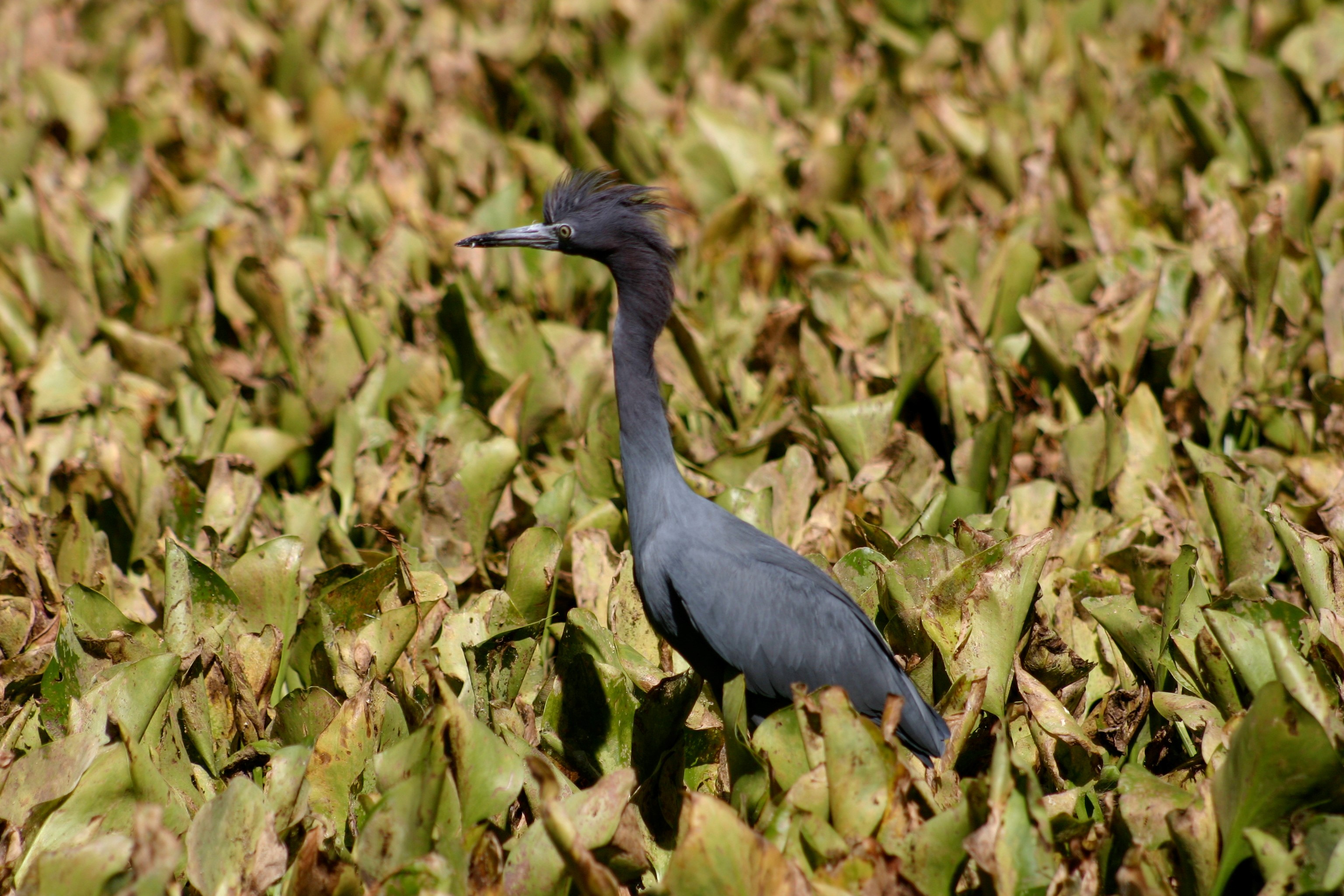 Little Blue Heron