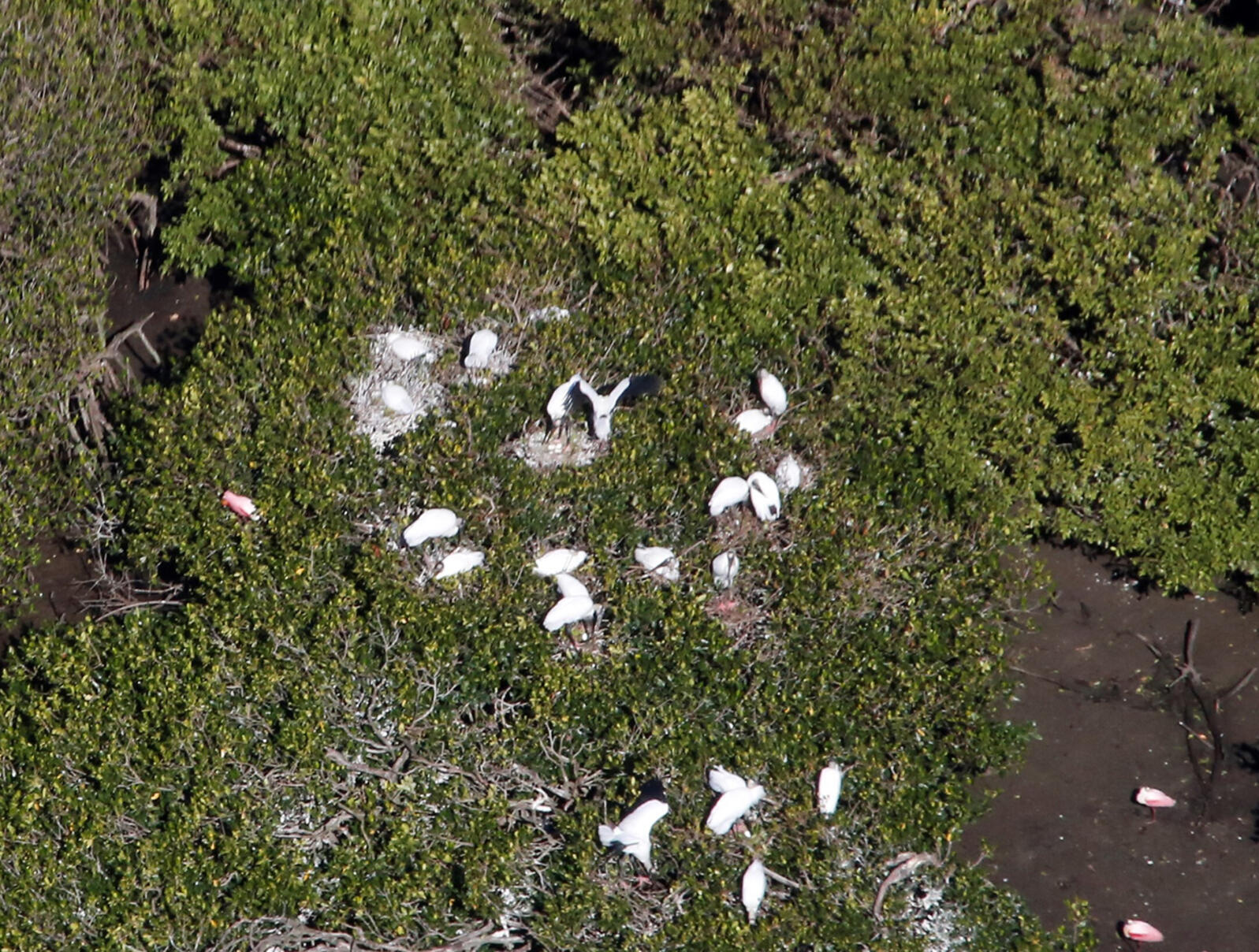 Aerial view of nests