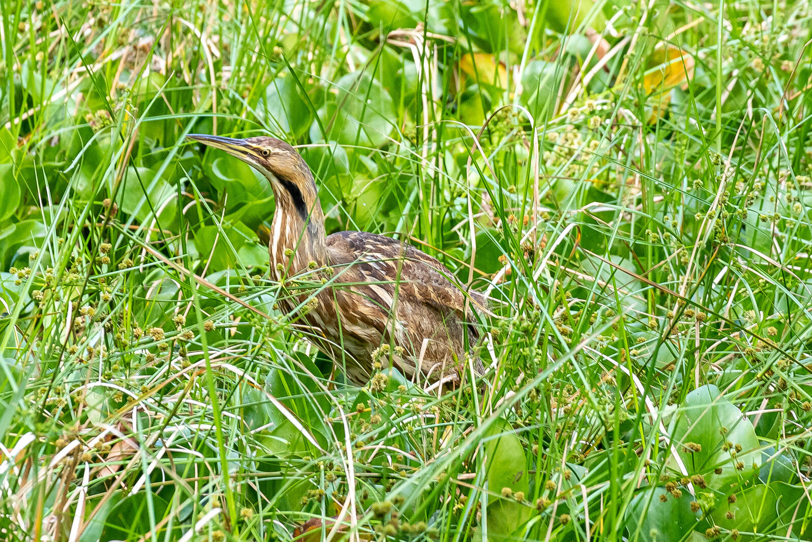 A bird in the grass