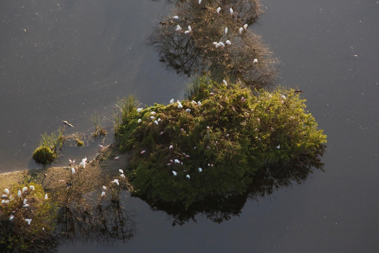 Aerial view of an island with white birds in the treetops