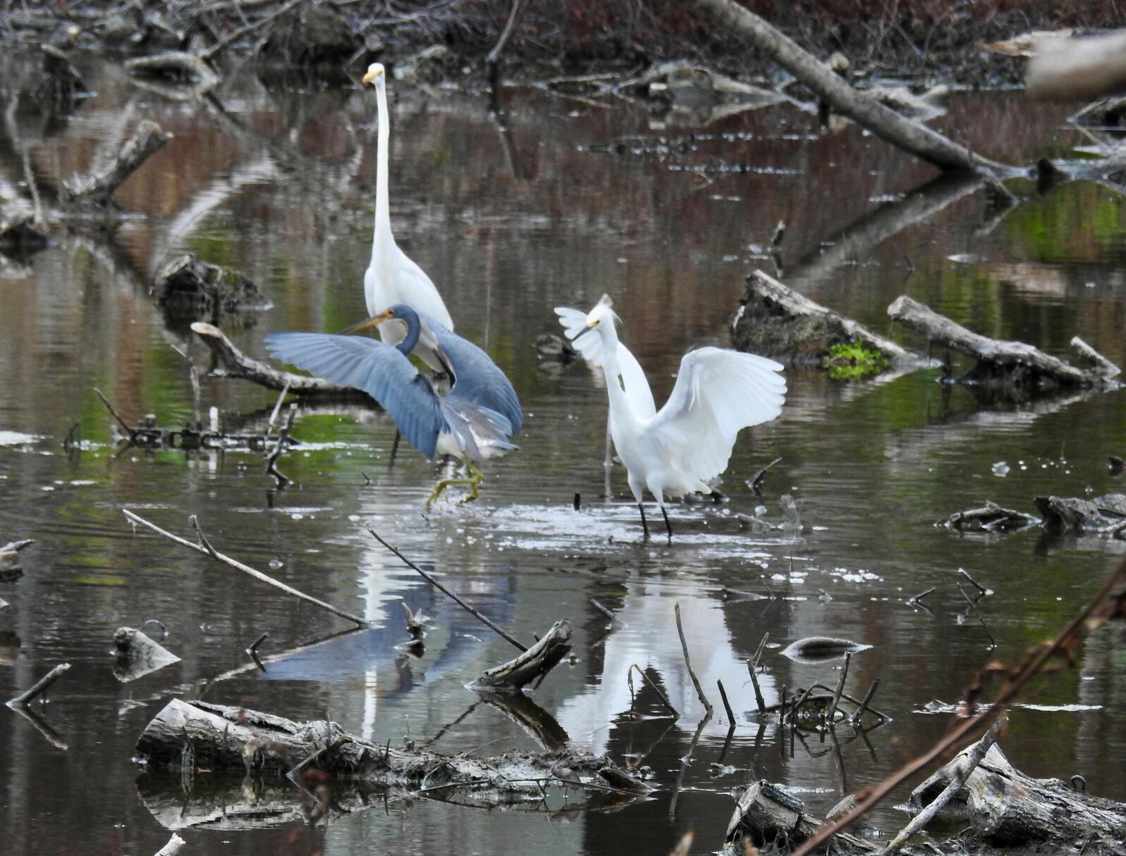 Wading birds in a wetland.