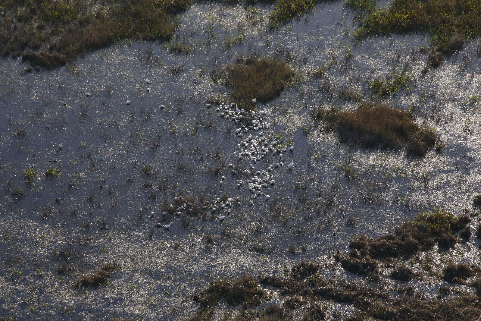 Aerial view of birds in swamp