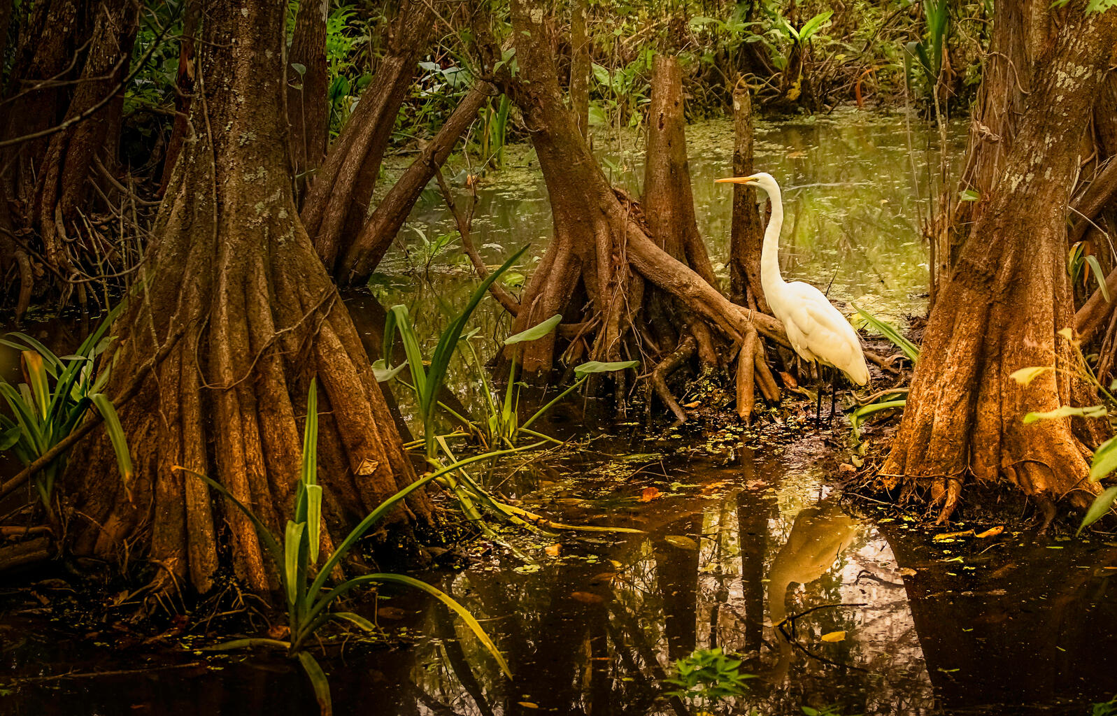 A white bird in a swamp