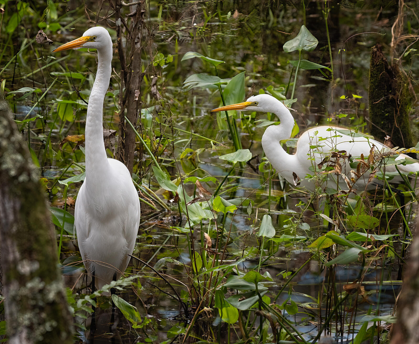 Two white birds in the swamp.