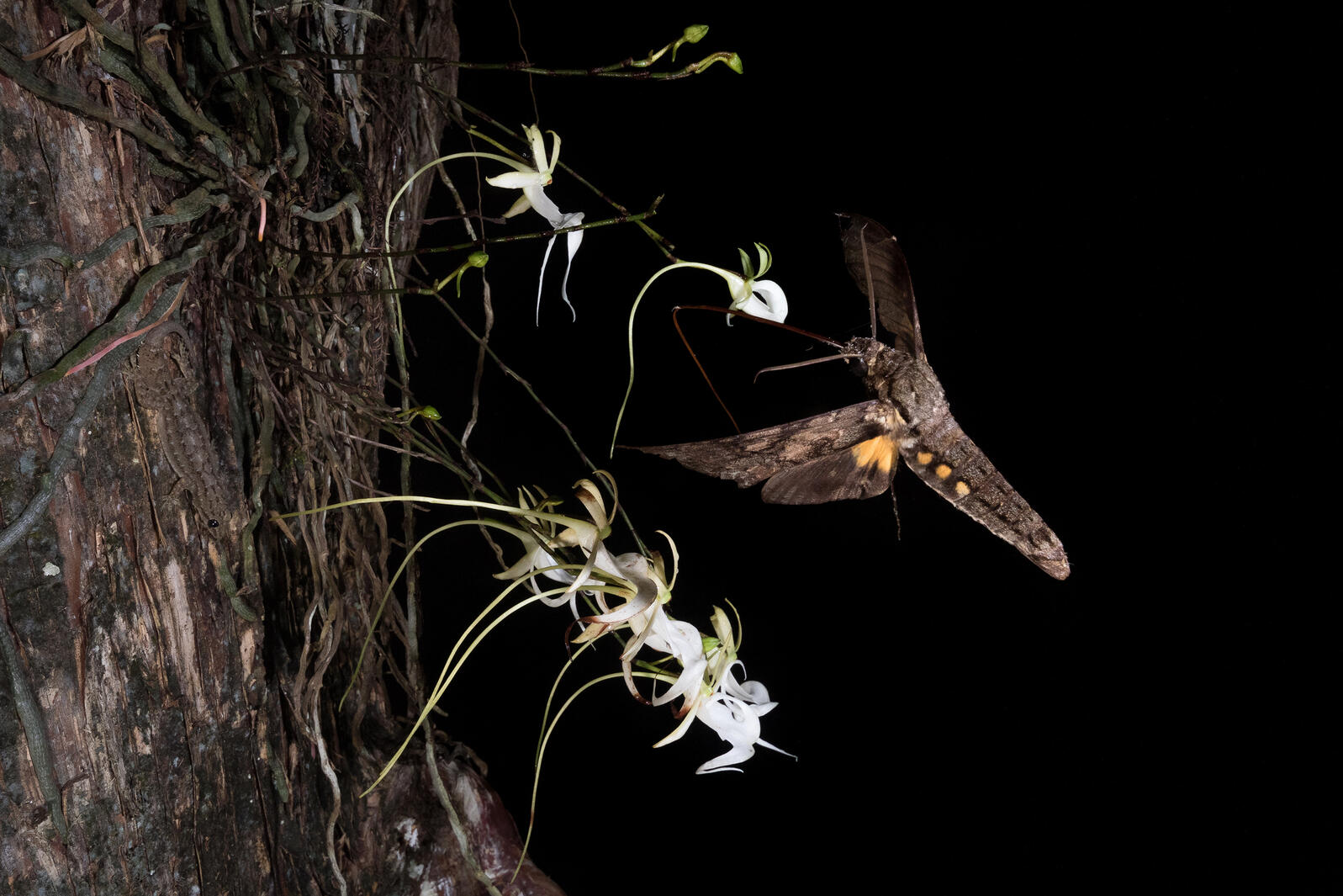 A large moth pollinating flowers