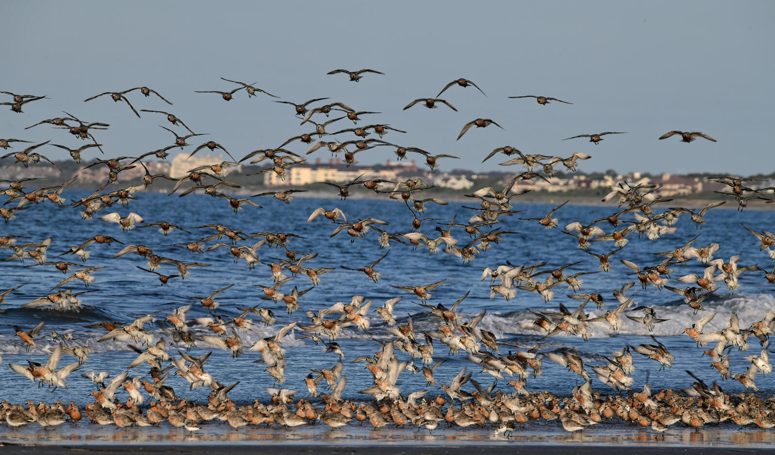 A flock of shorebirds along a shoreline