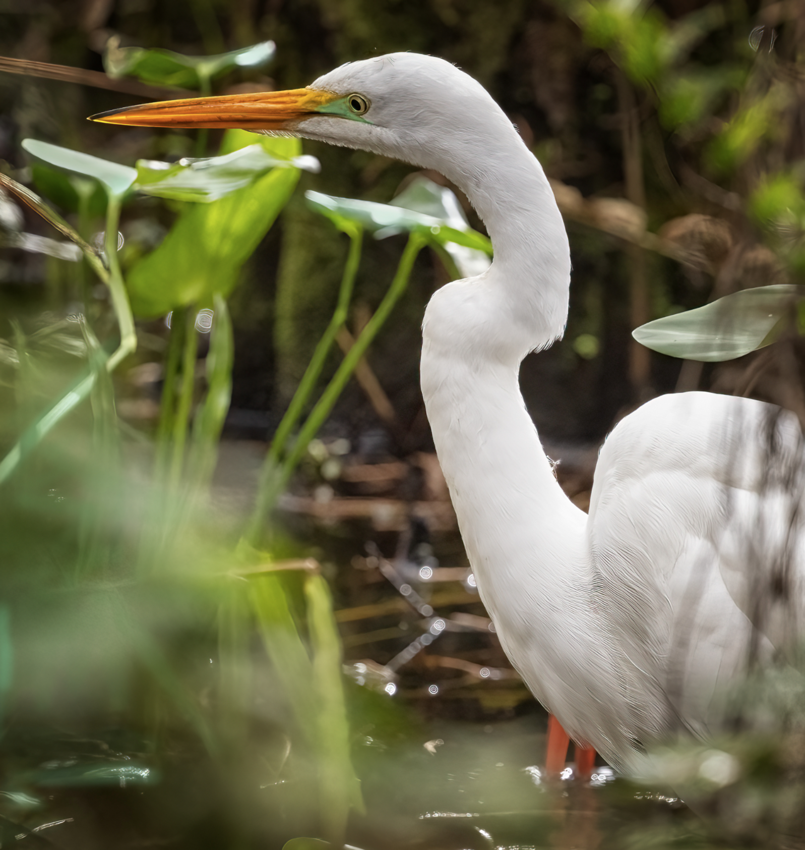 Great Egret hunting in the reeds.