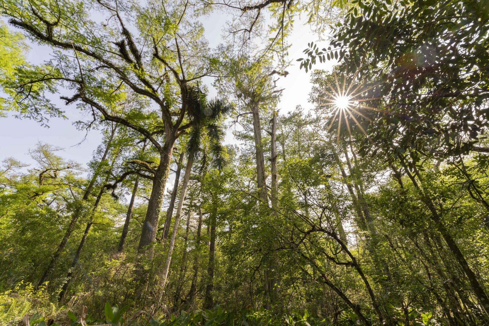 View of tall trees with a sunburst behind them