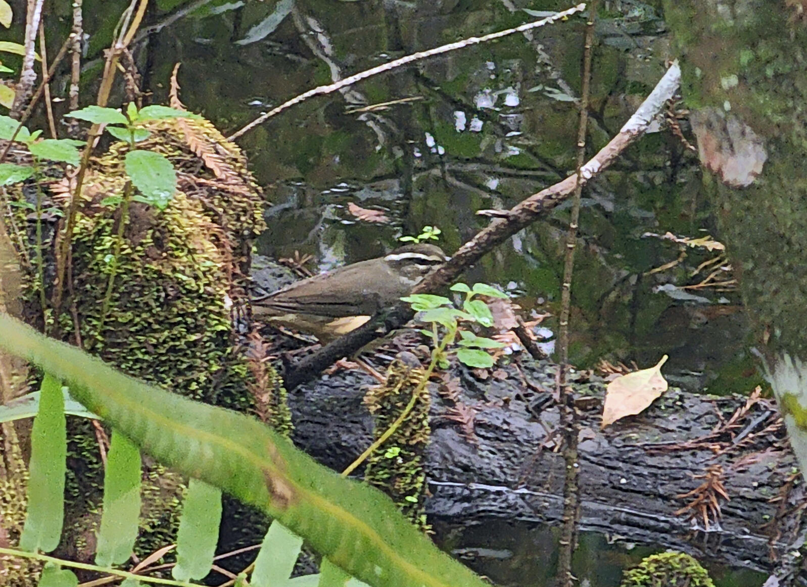 A brown bird surrounded by greenery near water