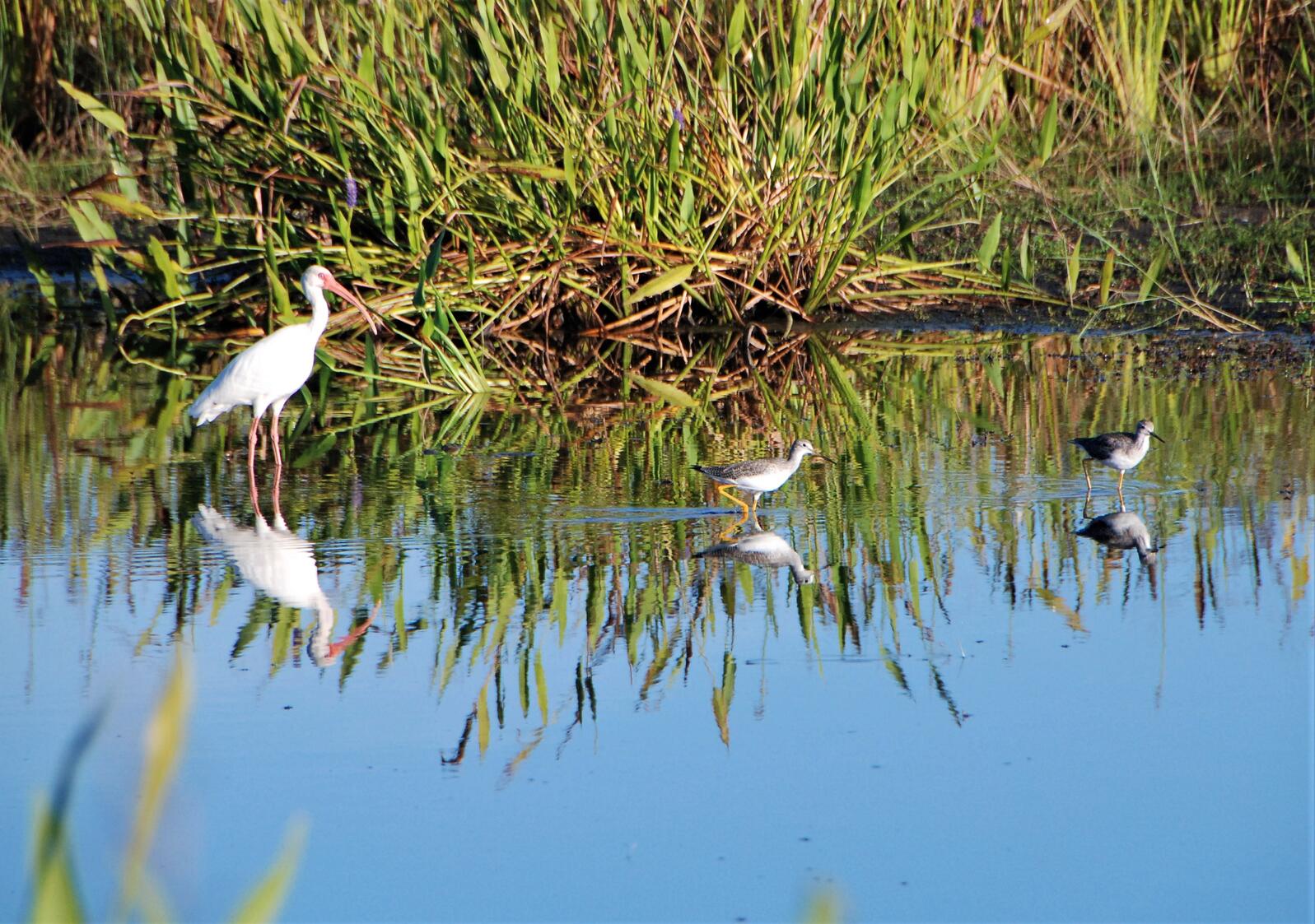 Three birds foraging in shallow water