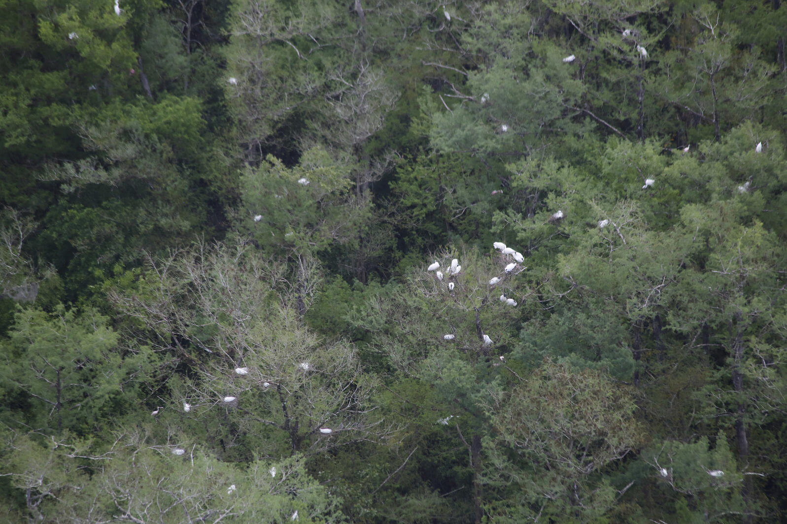Wood Storks in the treetops