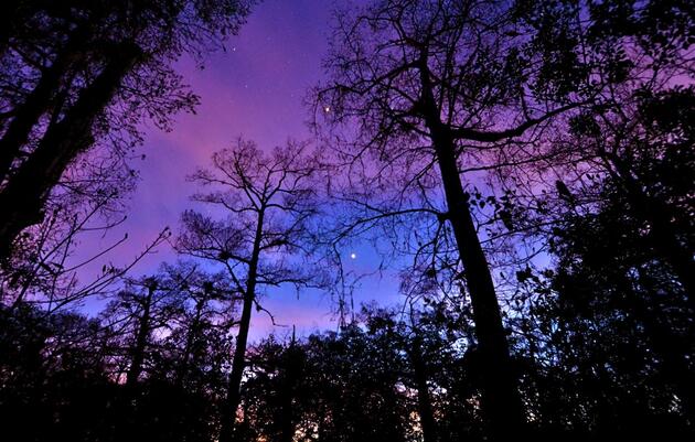 Sunset Stroll at Corkscrew Swamp Sanctuary