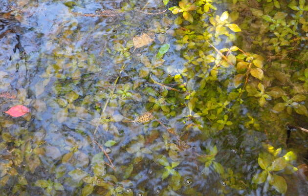 Guided Forest Meditation for World Wetlands Day