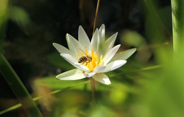 Nature Journaling - World Bee Day
