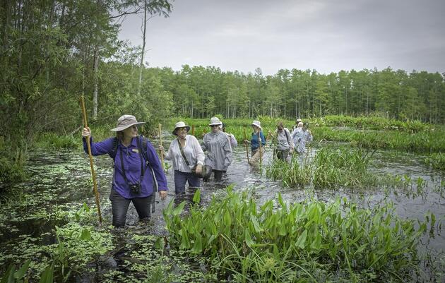 Guided Swamp Walk