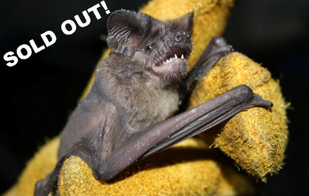 Member-Only Bat Talk and Night Tour