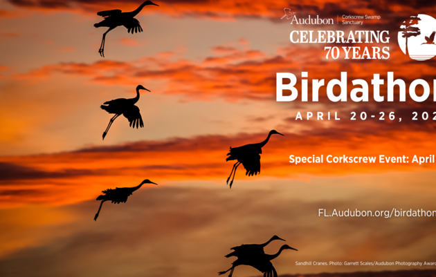 Participate in Audubon Florida's Birdathon at Corkscrew Swamp Sanctuary