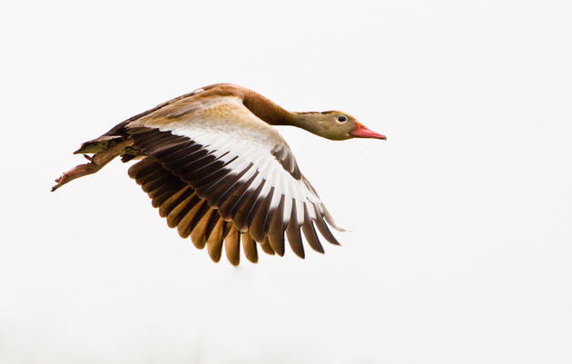 Black-bellied Whistling Ducks are On the Move