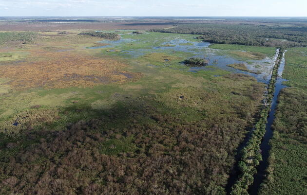 Audubon’s Corkscrew Swamp Sanctuary Completes Phase One of Wetland Restoration