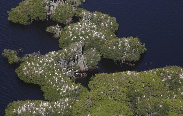Despite Changes in Seasonal Water Patterns, Corkscrew Swamp Sanctuary Continues to Attract Wood Storks.