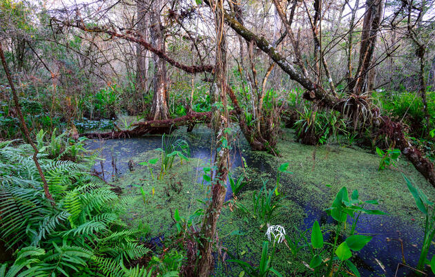 Hydrologic study reveals threats to Corkscrew Swamp