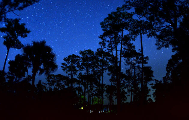 Night Walks at Corkscrew Swamp Sanctuary