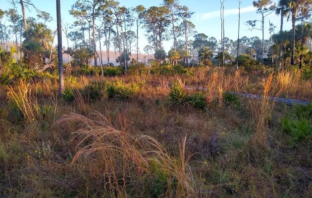 Explore Corkscrew Swamp Sanctuary's Pine Flatwoods