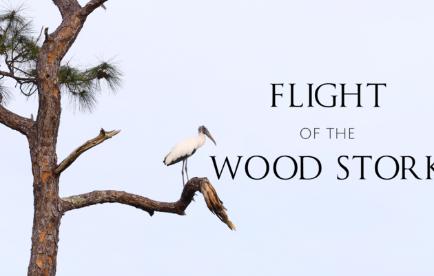Flight of the Wood Stork