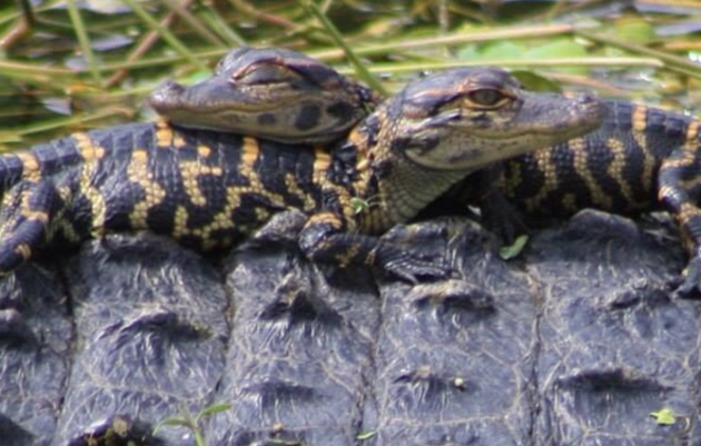 Swamp Ponds & Lakes