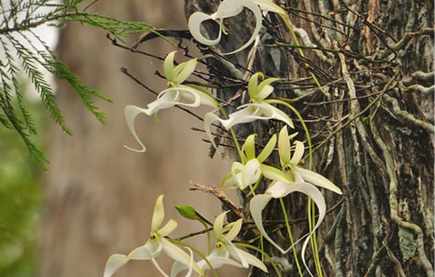 Corkscrew's Ghost Orchid