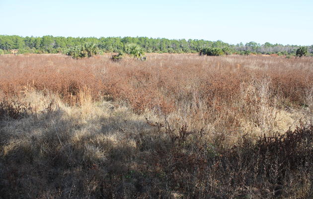 Panther Island Mitigation Bank Expansion 