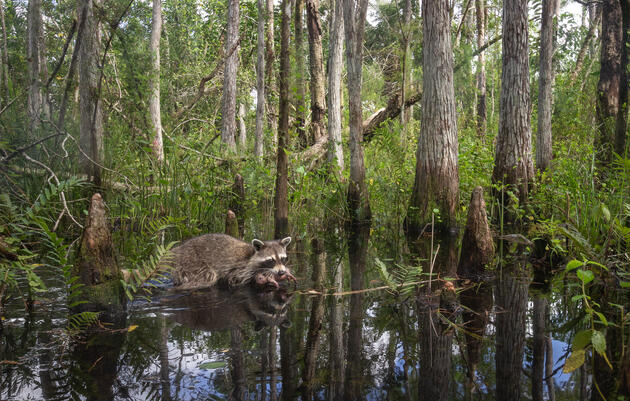 Photo from Corkscrew Swamp Sanctuary Honored in International Wildlife Photographer of the Year Contest