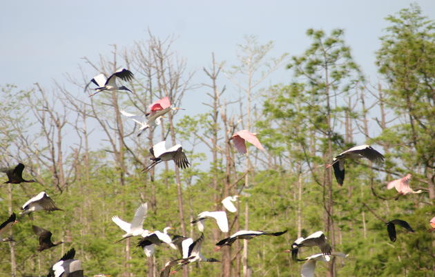 Wading Birds 