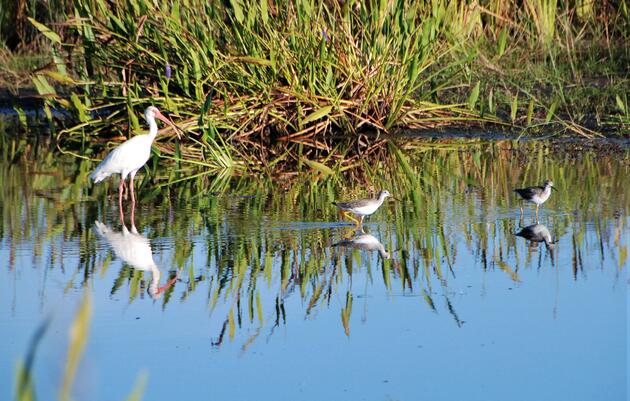 Tagged Lesser Yellowlegs Recorded at Corkscrew Swamp Sanctuary During Migration