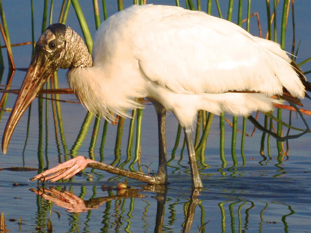 Poor Wood Stork Nesting Across South Florida