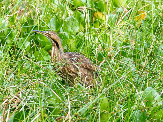 American Bittern from Connecticut Tracked to Corkscrew Swamp Sanctuary