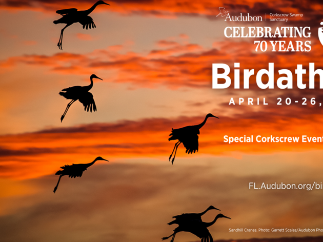 Participate in Audubon Florida's Birdathon at Corkscrew Swamp Sanctuary