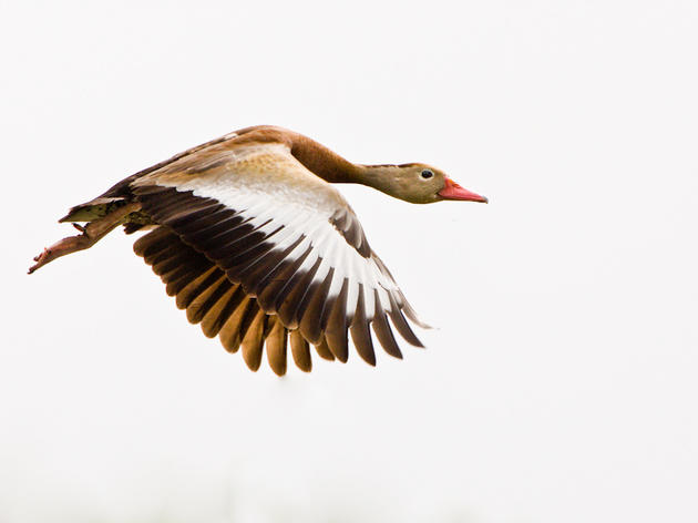 Black-bellied Whistling Ducks are On the Move