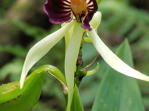 Corkscrew Sanctuary is Home to Many Rare Species of Orchids