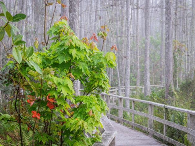 Audubon’s Corkscrew Swamp Sanctuary Open with Timed Ticketing