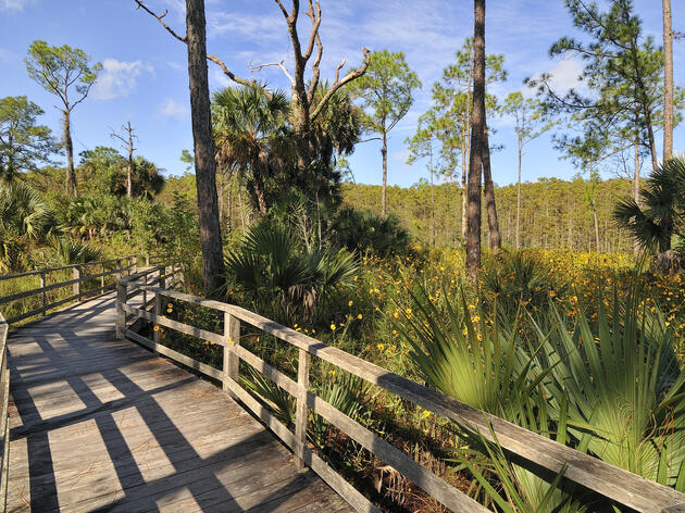  Audubon’s Corkscrew Swamp Sanctuary Reopening Saturday, Oct. 8
