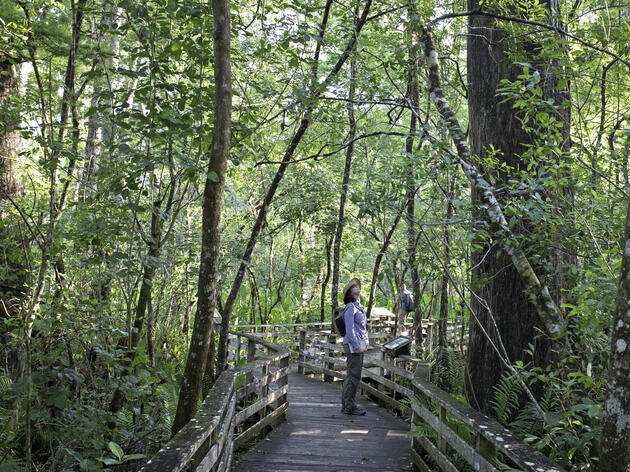 Celebrate Summer Solstice June 21 and Discover Guided Tours at Corkscrew Swamp Sanctuary