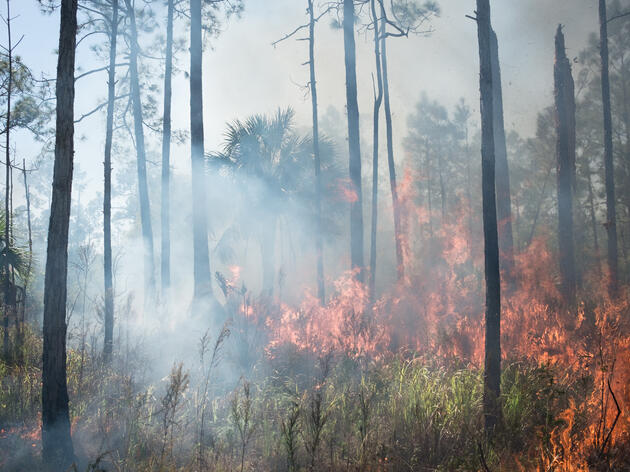 Safety Corner: Protect Your Home and Wildlife During Wildfire Season