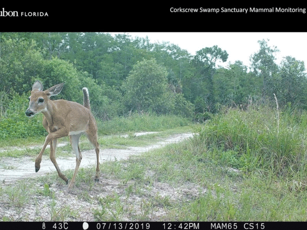 Glimpses from the Trail Camera