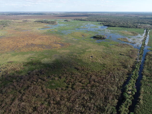 Audubon’s Corkscrew Swamp Sanctuary Completes Phase One of Wetland Restoration