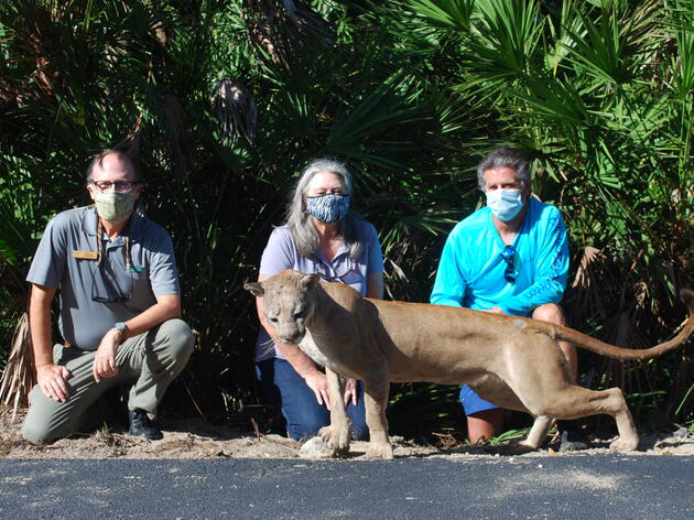 Florida Panther Mount Donated to Corkscrew Swamp Sanctuary