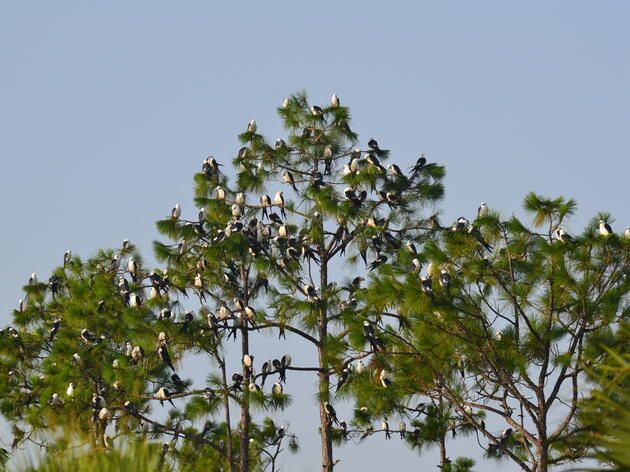 Migrating Swallow-tailed Kites Descend on Corkscrew Swamp Sanctuary